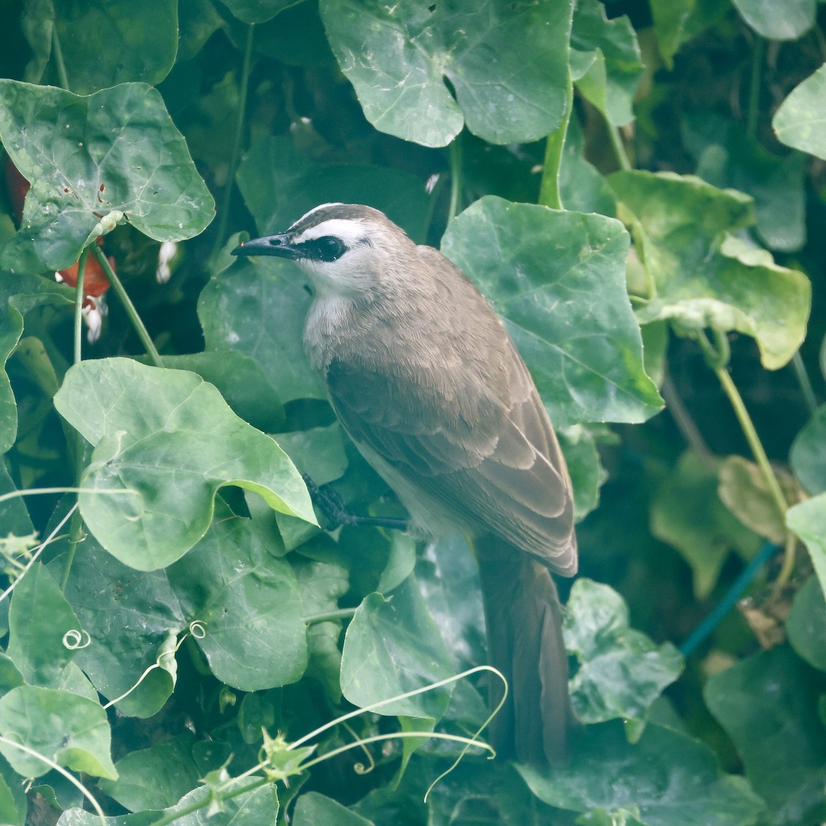 Yellow-vented Bulbul - ML647753237