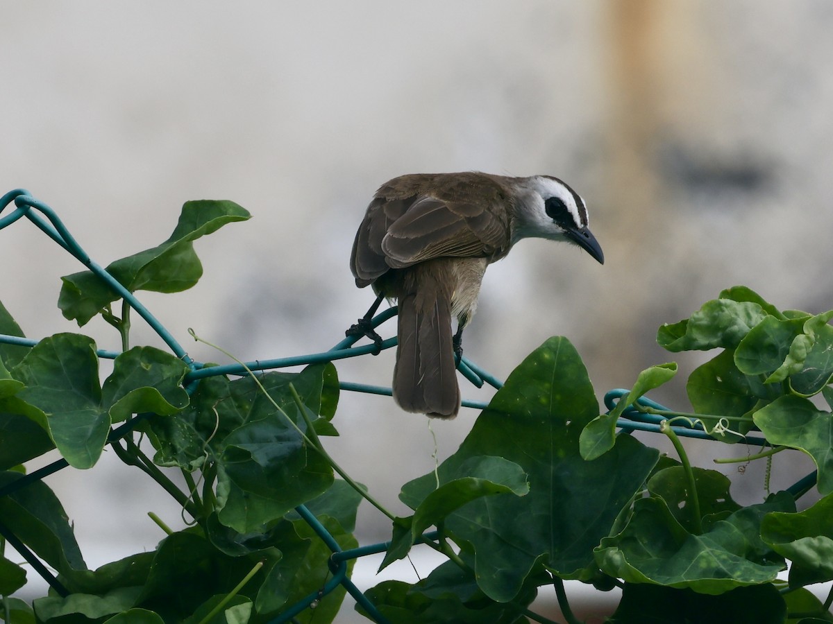 Yellow-vented Bulbul - ML647753238