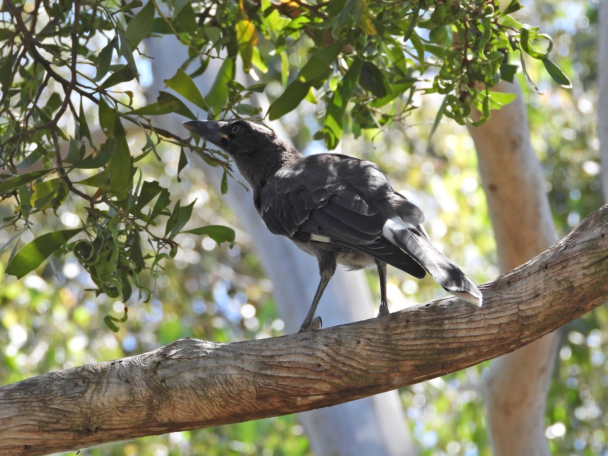 Pied Currawong - ML647753240