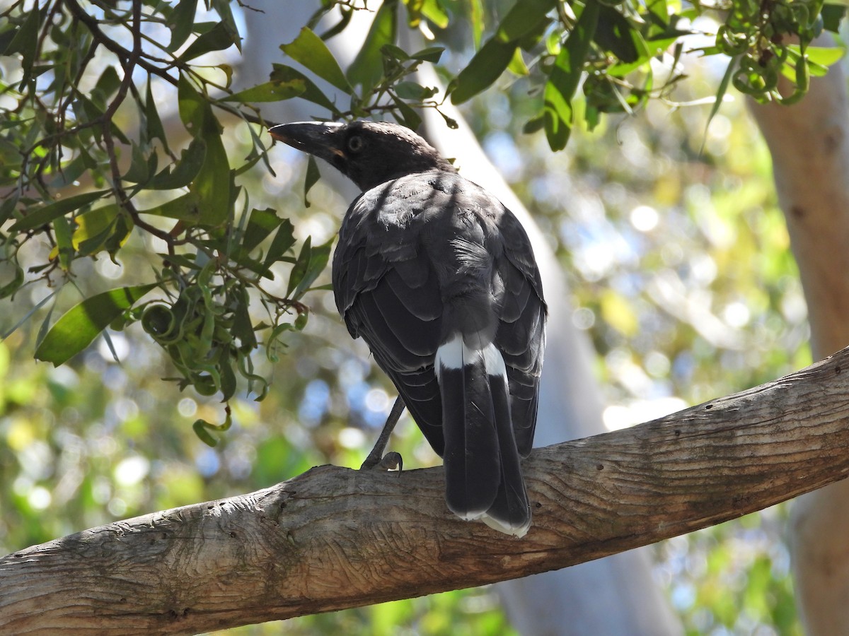 Pied Currawong - ML647753252