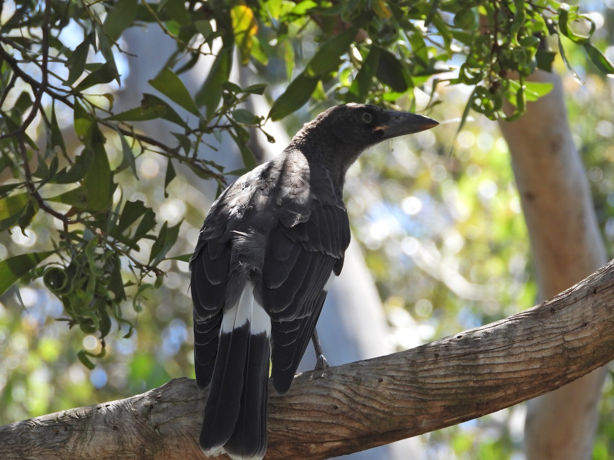 Pied Currawong - ML647753257