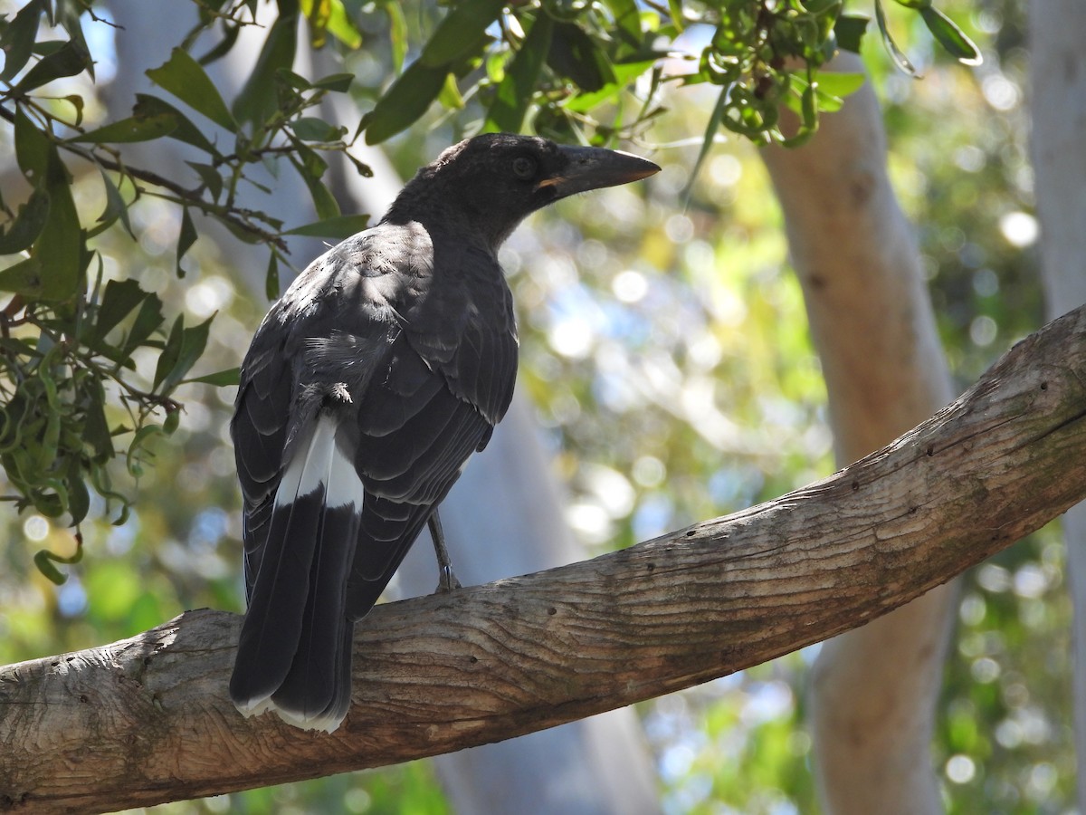 Pied Currawong - ML647753269