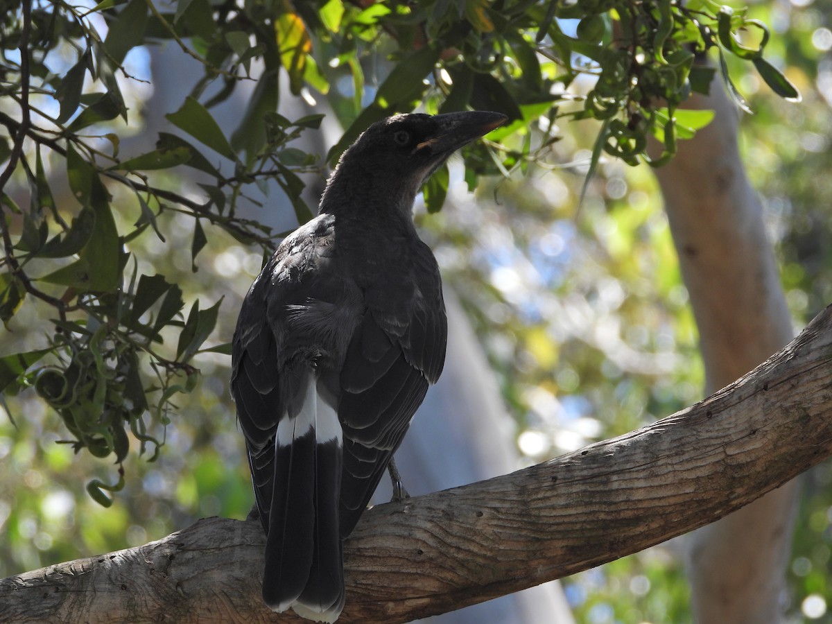 Pied Currawong - ML647753297