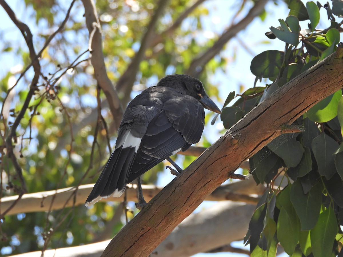 Pied Currawong - ML647753310