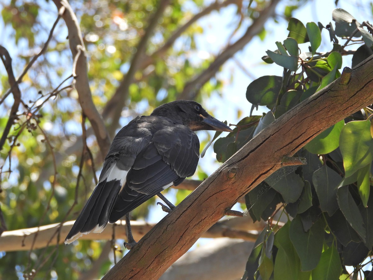 Pied Currawong - ML647753313
