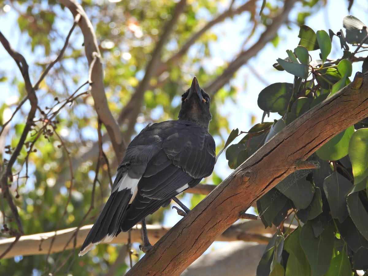 Pied Currawong - ML647753324