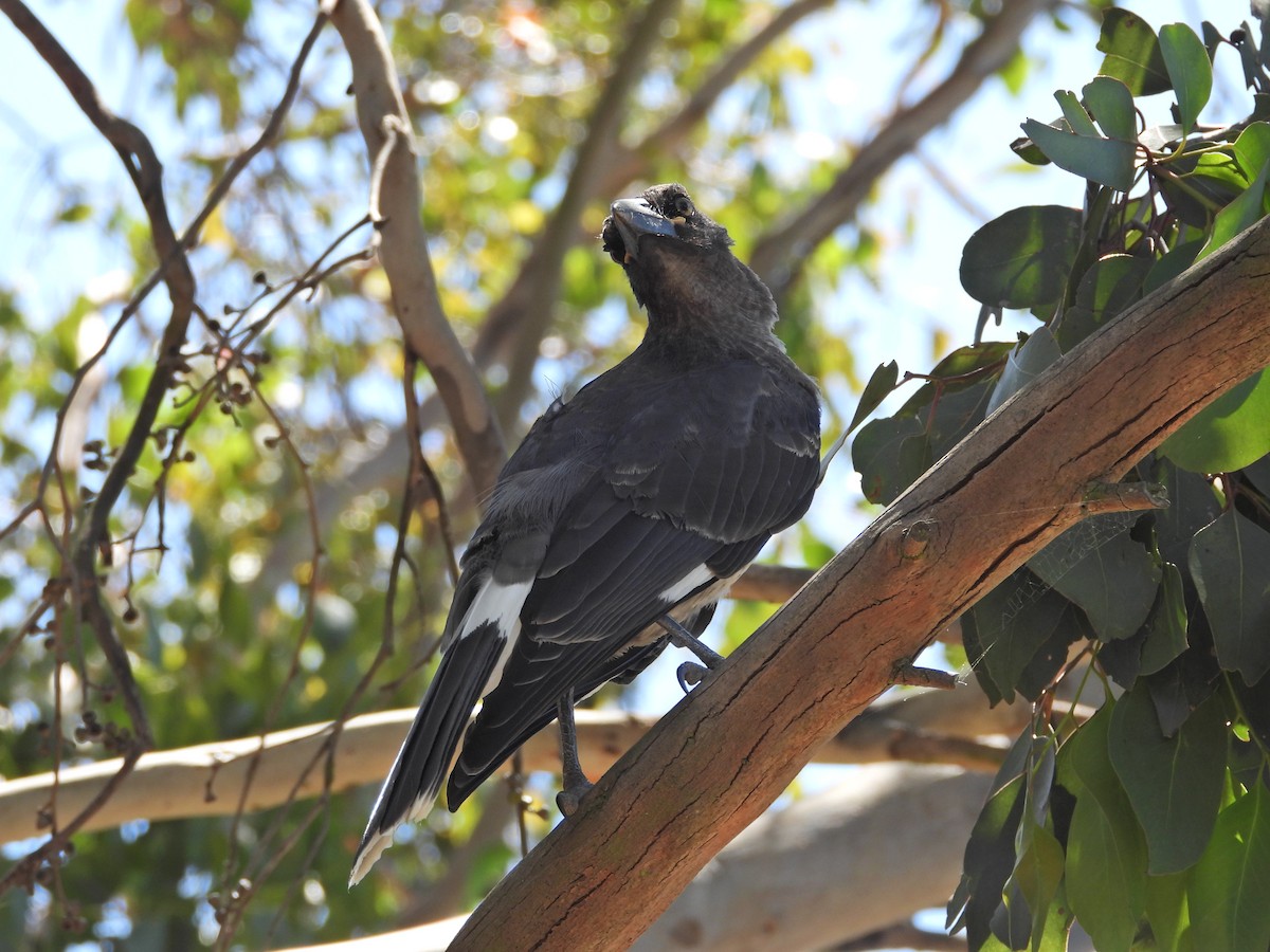 Pied Currawong - ML647753332