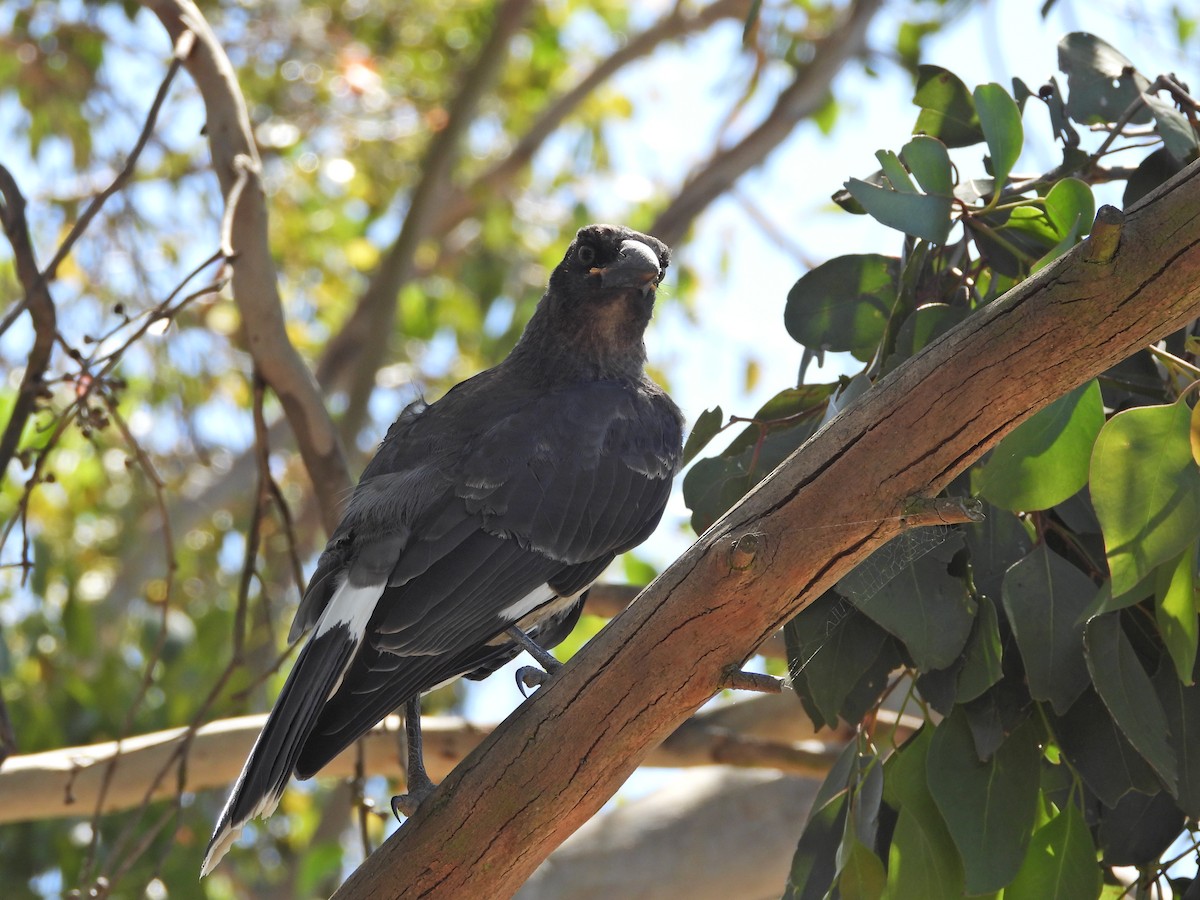 Pied Currawong - ML647753338