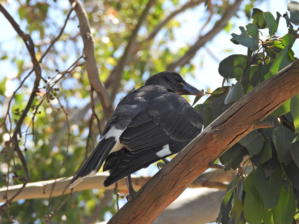 Pied Currawong - ML647753351