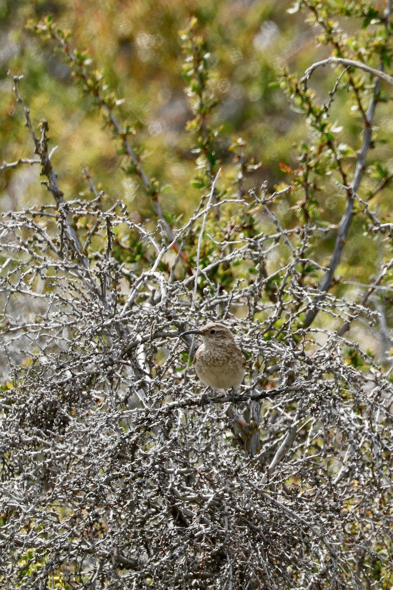 Scale-throated Earthcreeper - ML647753362