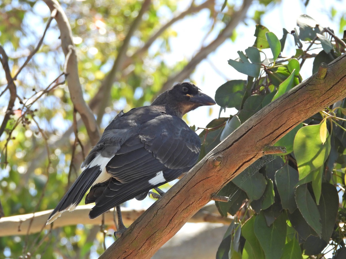 Pied Currawong - ML647753364
