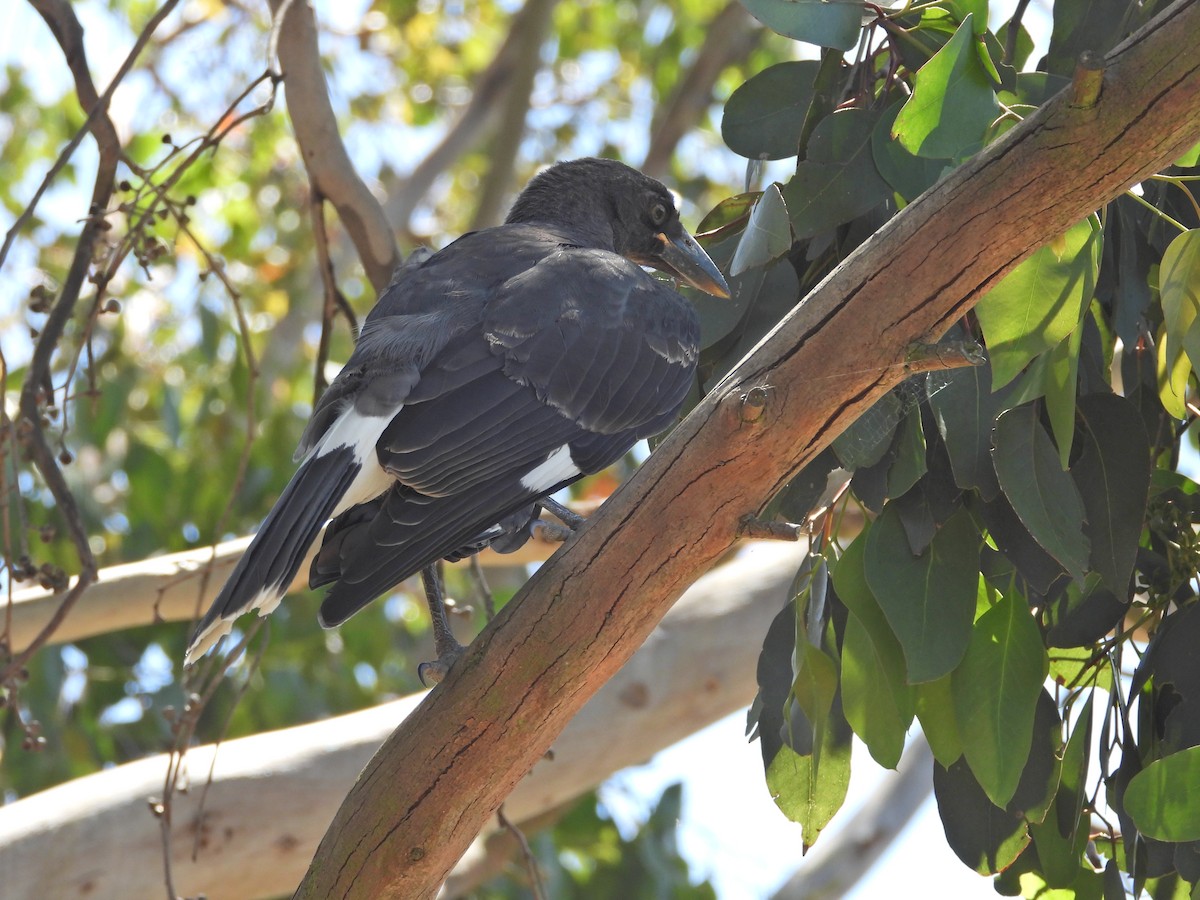 Pied Currawong - ML647753366