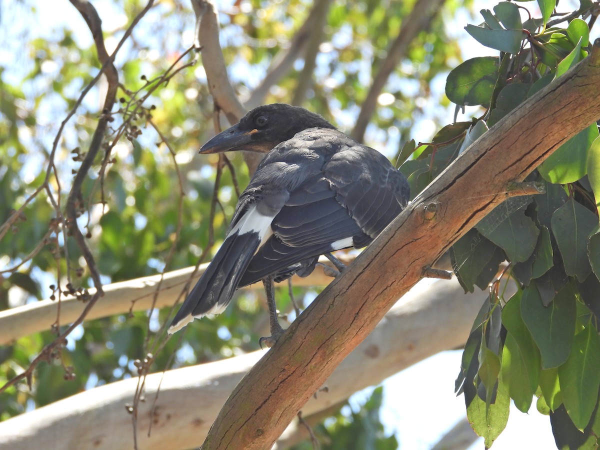 Pied Currawong - ML647753414