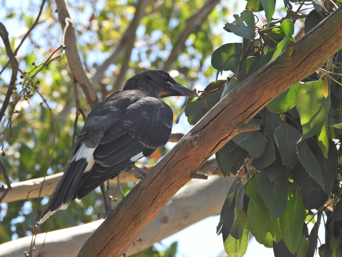 Pied Currawong - ML647753446
