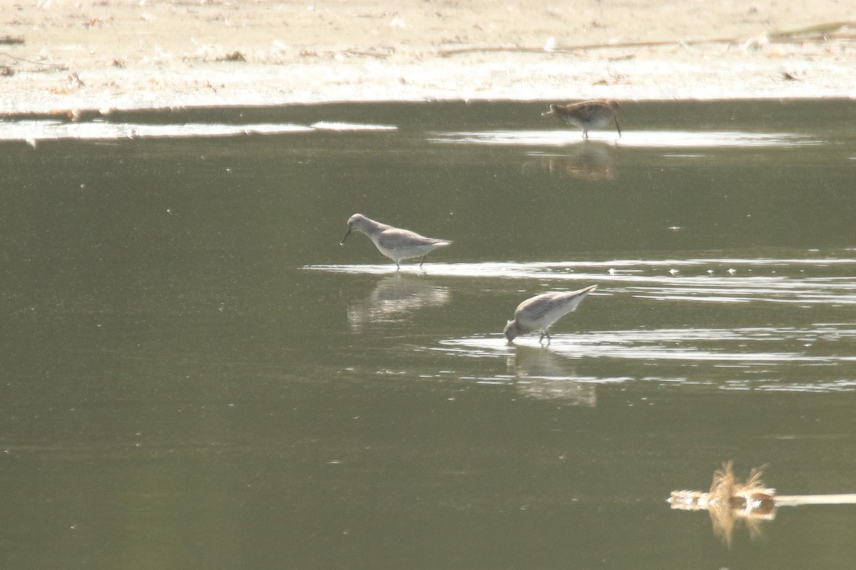 Red Knot - ML647753453