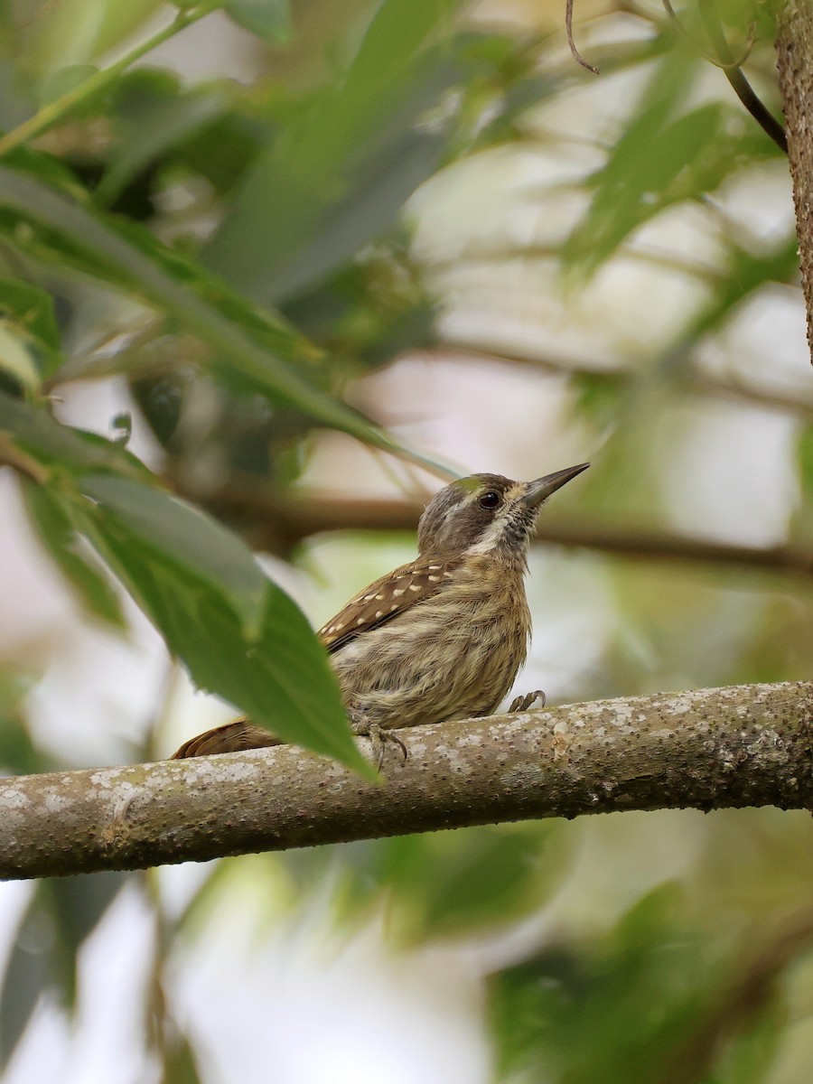 Sulawesi Pygmy Woodpecker - ML647753495