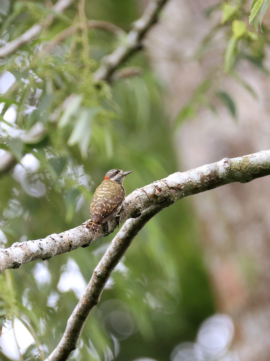 Sulawesi Pygmy Woodpecker - ML647753496