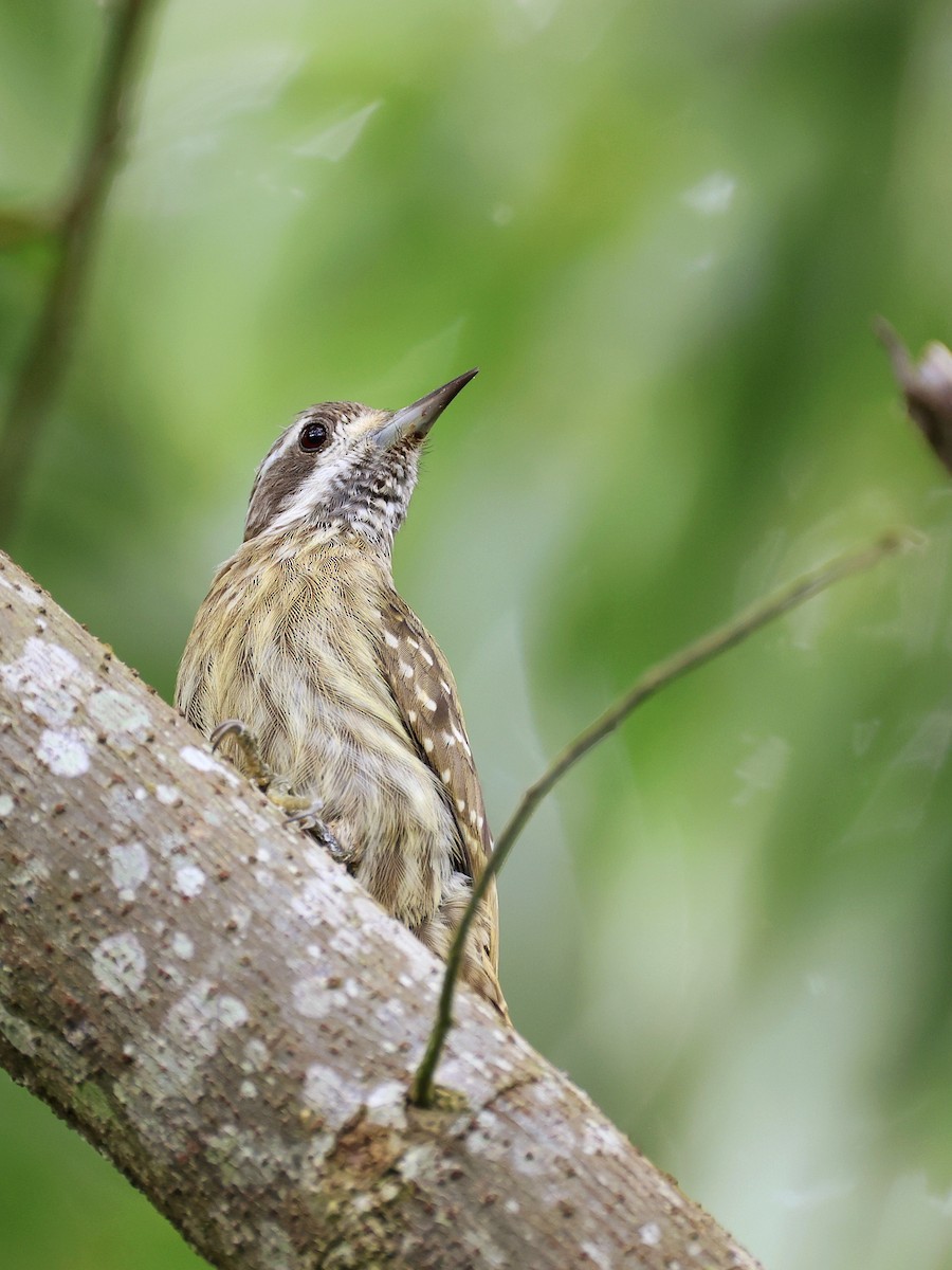 Sulawesi Pygmy Woodpecker - ML647753497
