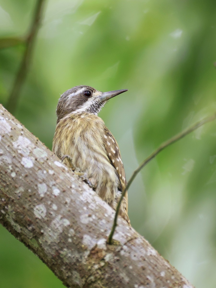 Sulawesi Pygmy Woodpecker - ML647753498