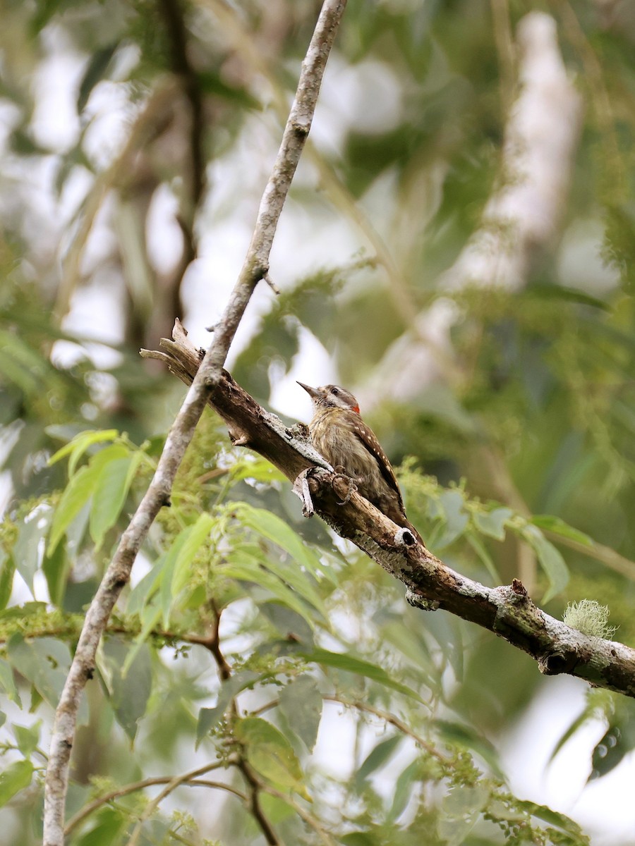 Sulawesi Pygmy Woodpecker - ML647753499