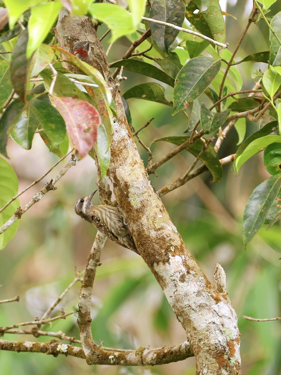Sulawesi Pygmy Woodpecker - ML647753500