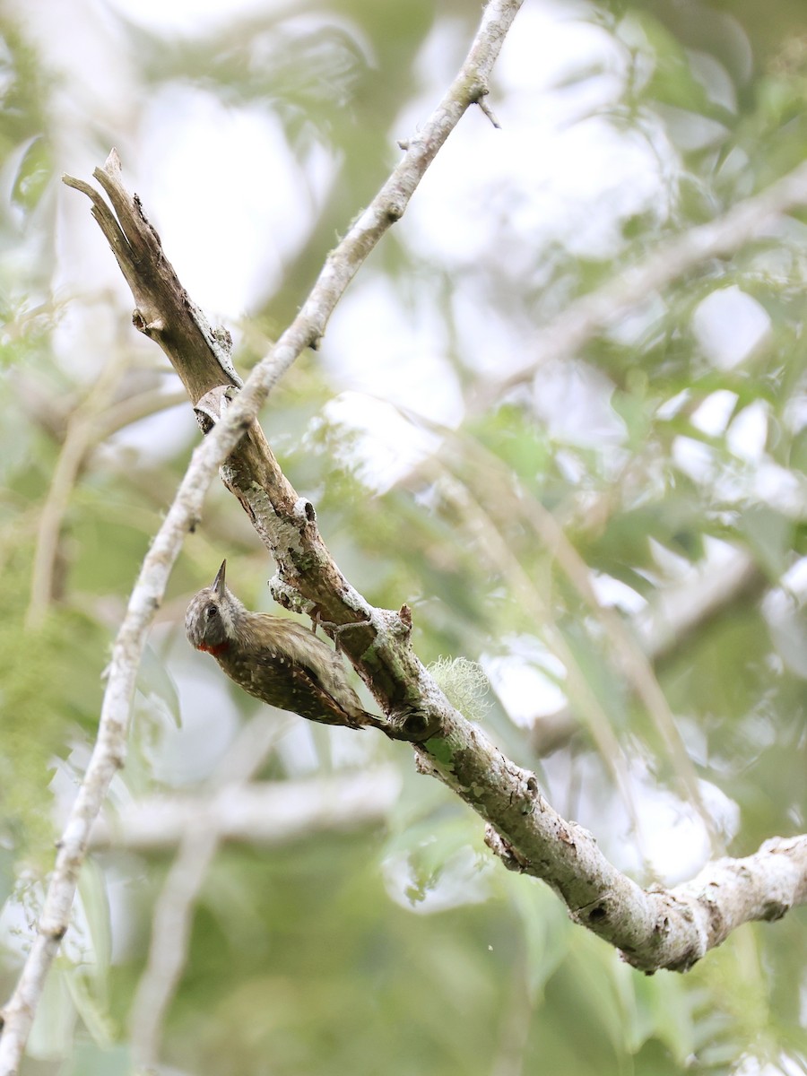 Sulawesi Pygmy Woodpecker - ML647753501