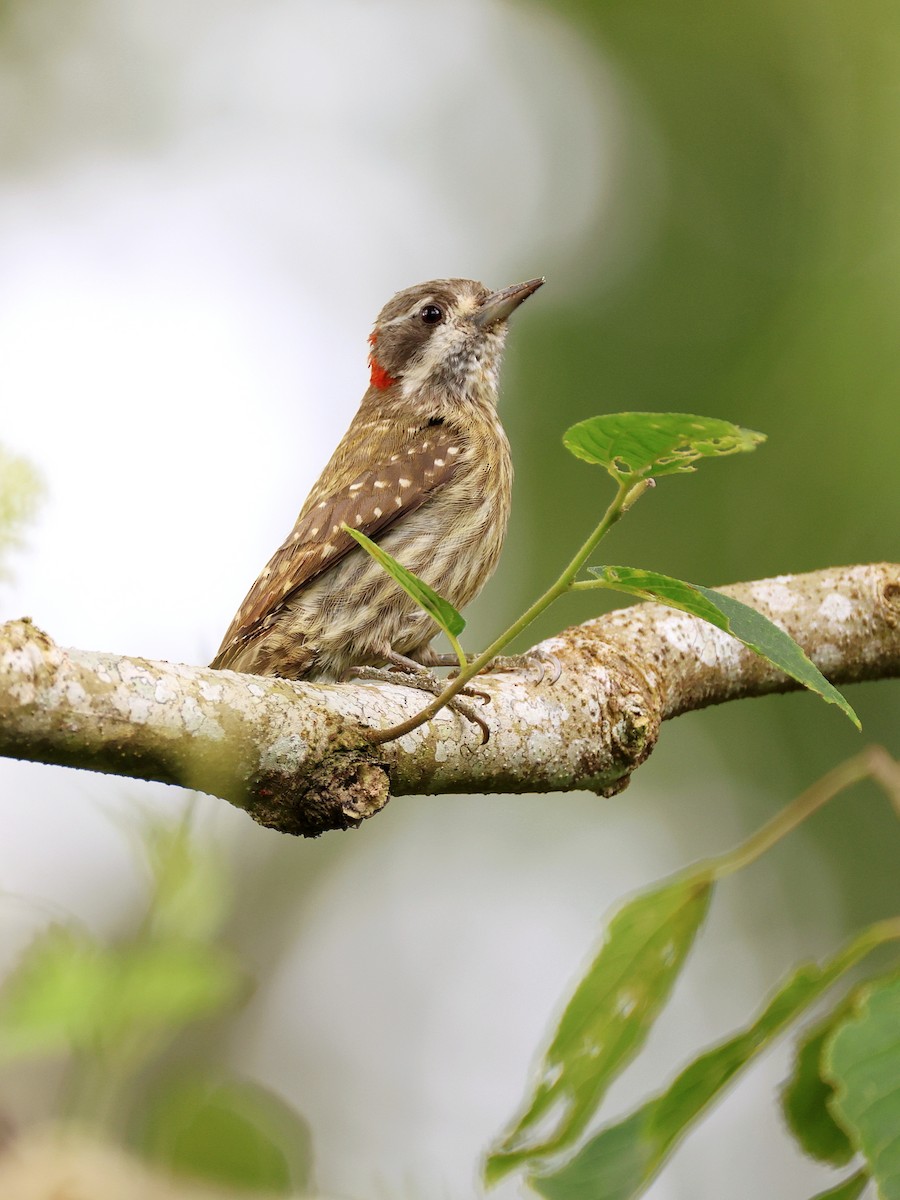 Sulawesi Pygmy Woodpecker - ML647753502