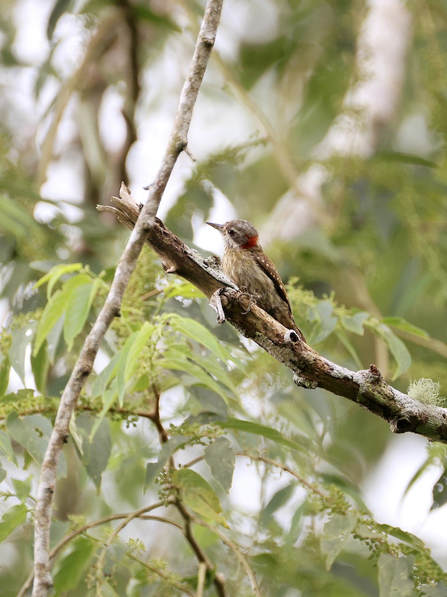 Sulawesi Pygmy Woodpecker - ML647753503