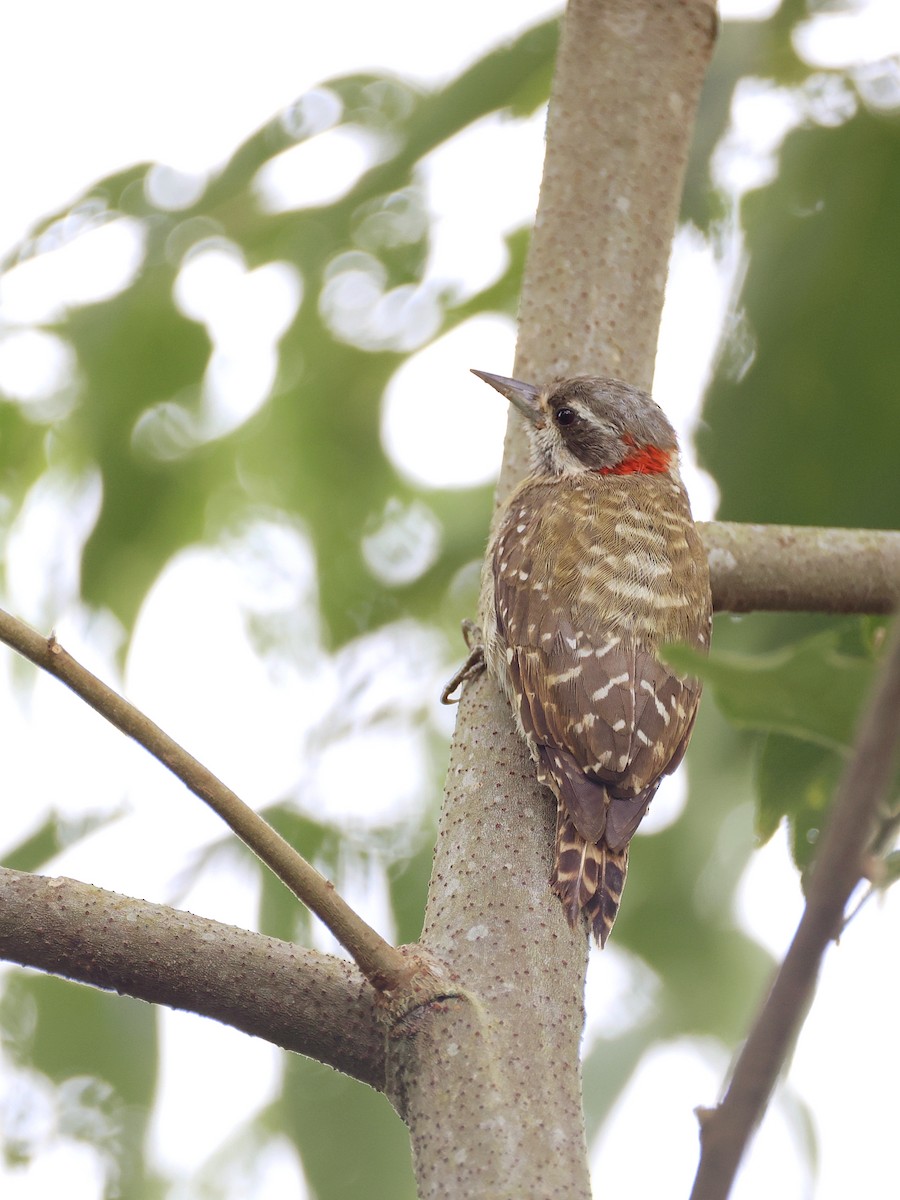 Sulawesi Pygmy Woodpecker - ML647753504
