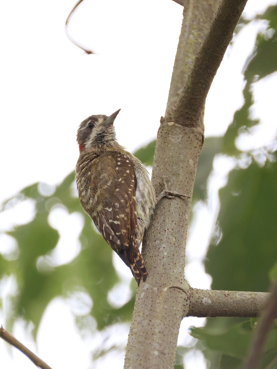Sulawesi Pygmy Woodpecker - ML647753505