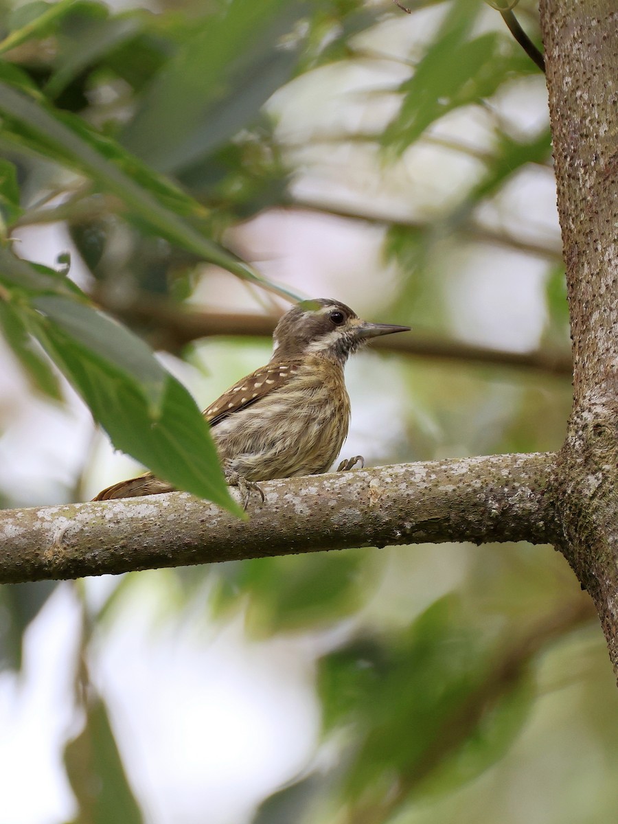 Sulawesi Pygmy Woodpecker - ML647753506