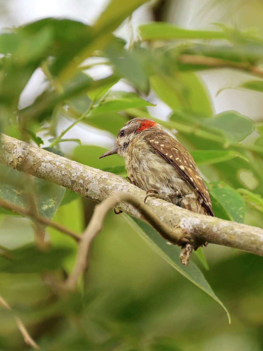 Sulawesi Pygmy Woodpecker - ML647753507