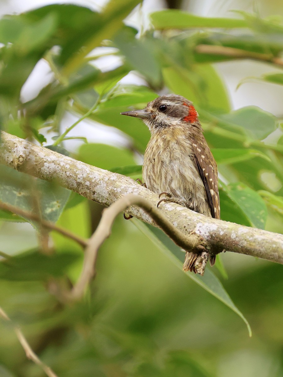 Sulawesi Pygmy Woodpecker - ML647753508