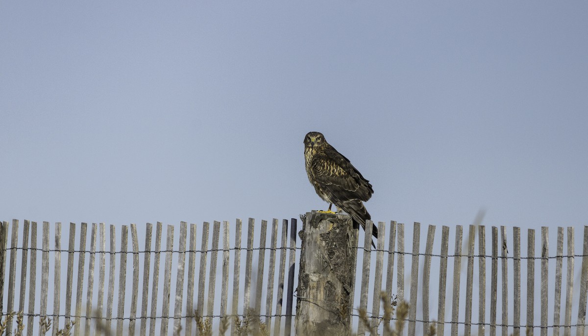 アメリカハイイロチュウヒ - ML647753516