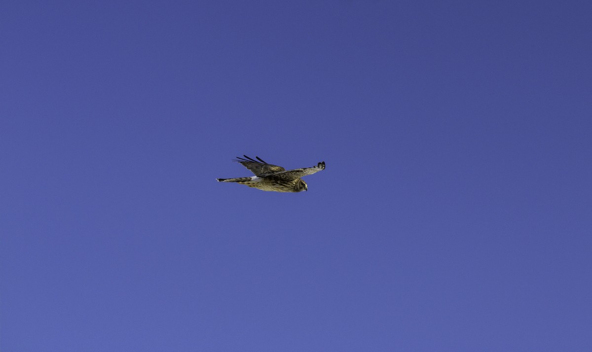 アメリカハイイロチュウヒ - ML647753517