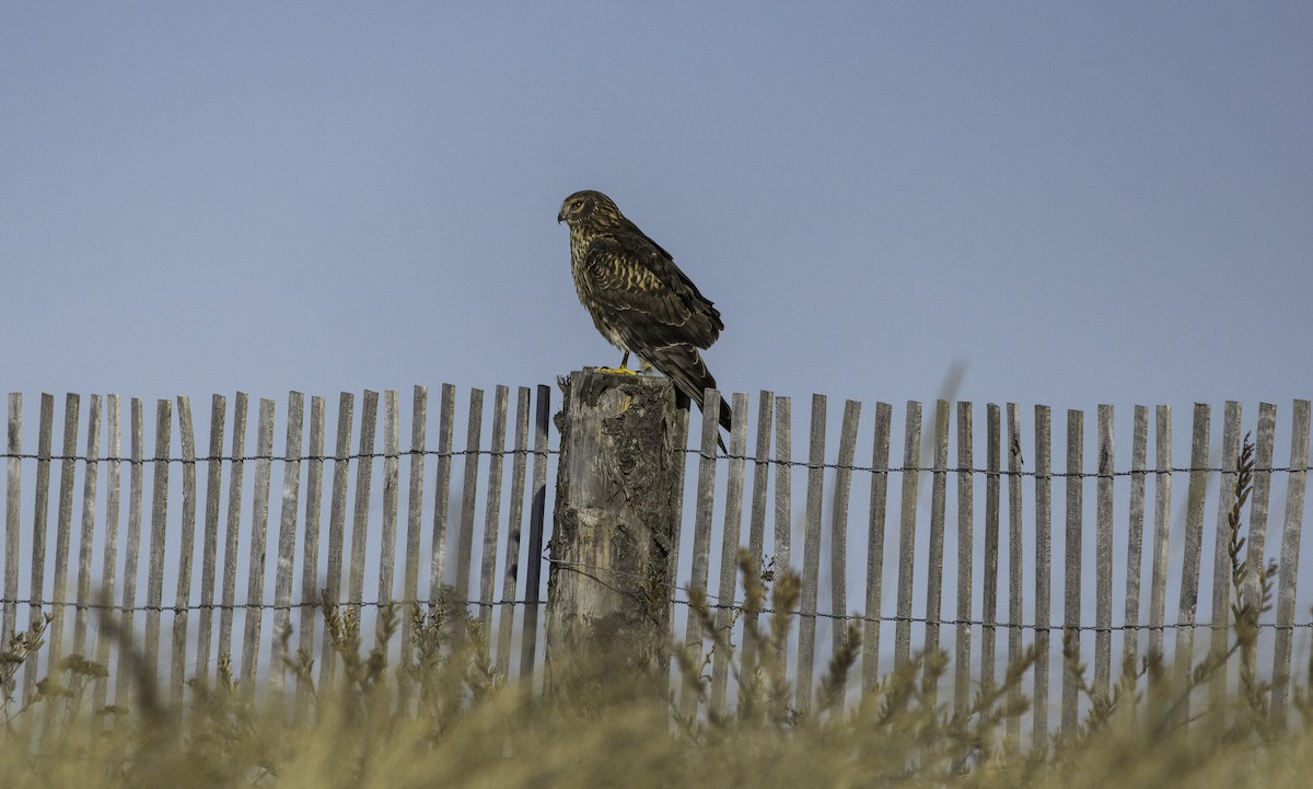 アメリカハイイロチュウヒ - ML647753518