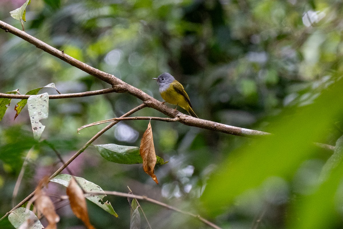 Gray-headed Canary-Flycatcher - ML647753520