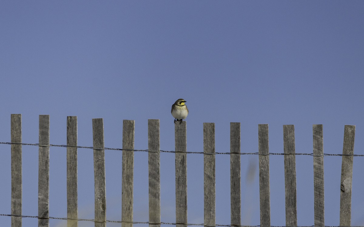 Horned Lark - ML647753534