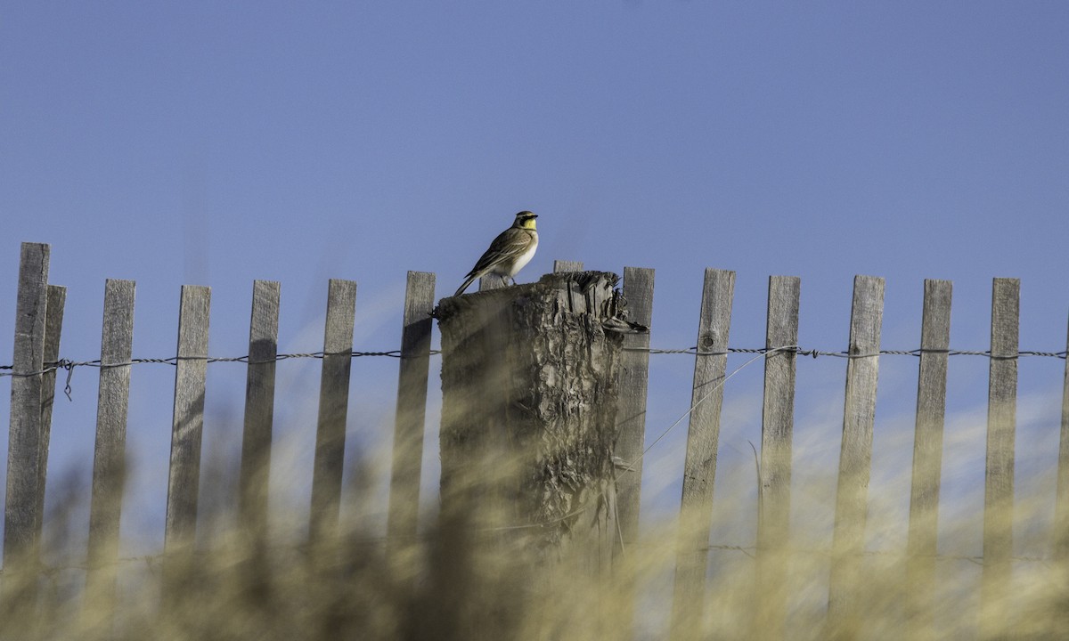 Horned Lark - ML647753535