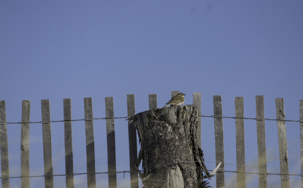 Horned Lark - ML647753536