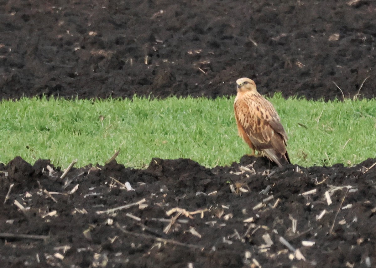עקב עיטי - ML647753538