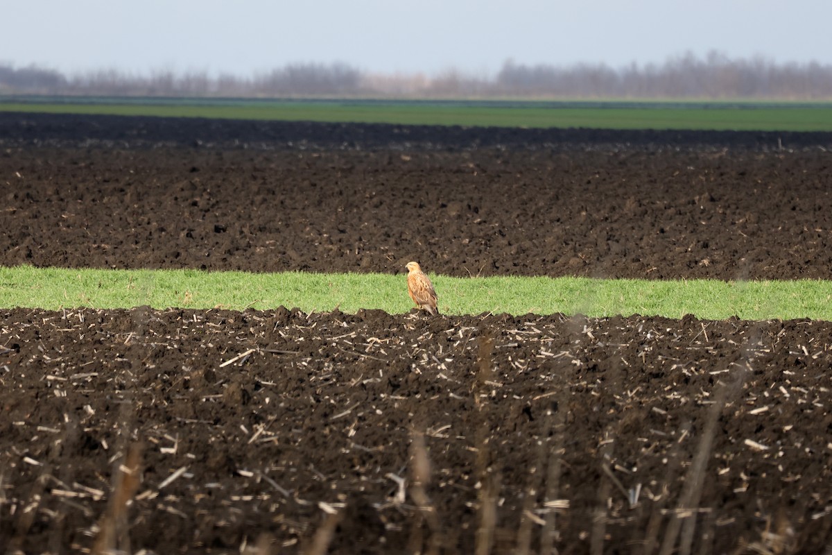 עקב עיטי - ML647753539