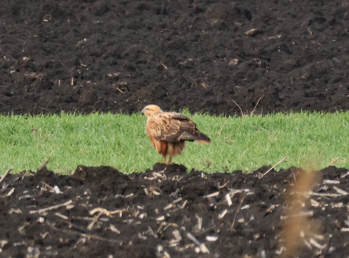 עקב עיטי - ML647753546