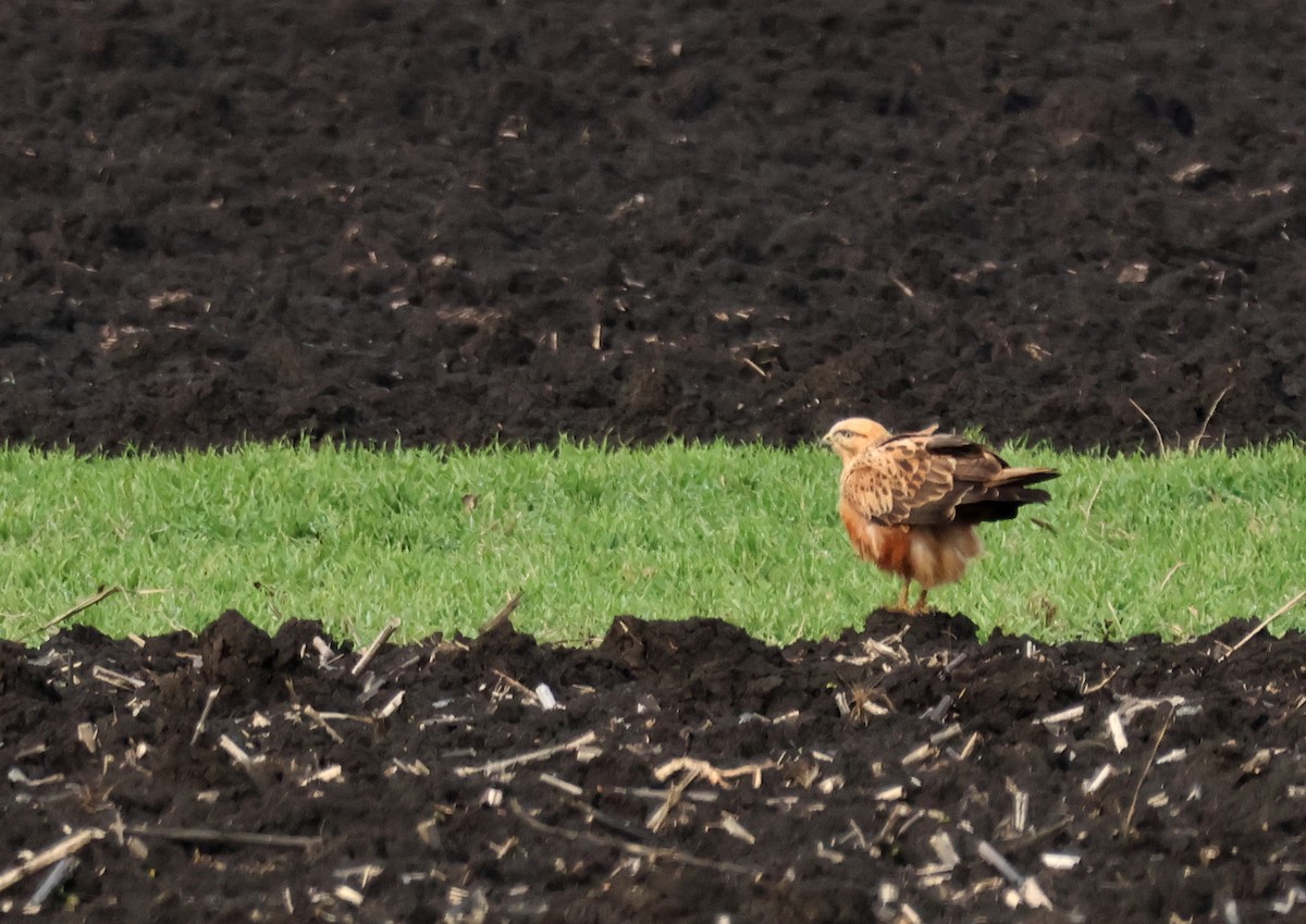 עקב עיטי - ML647753547