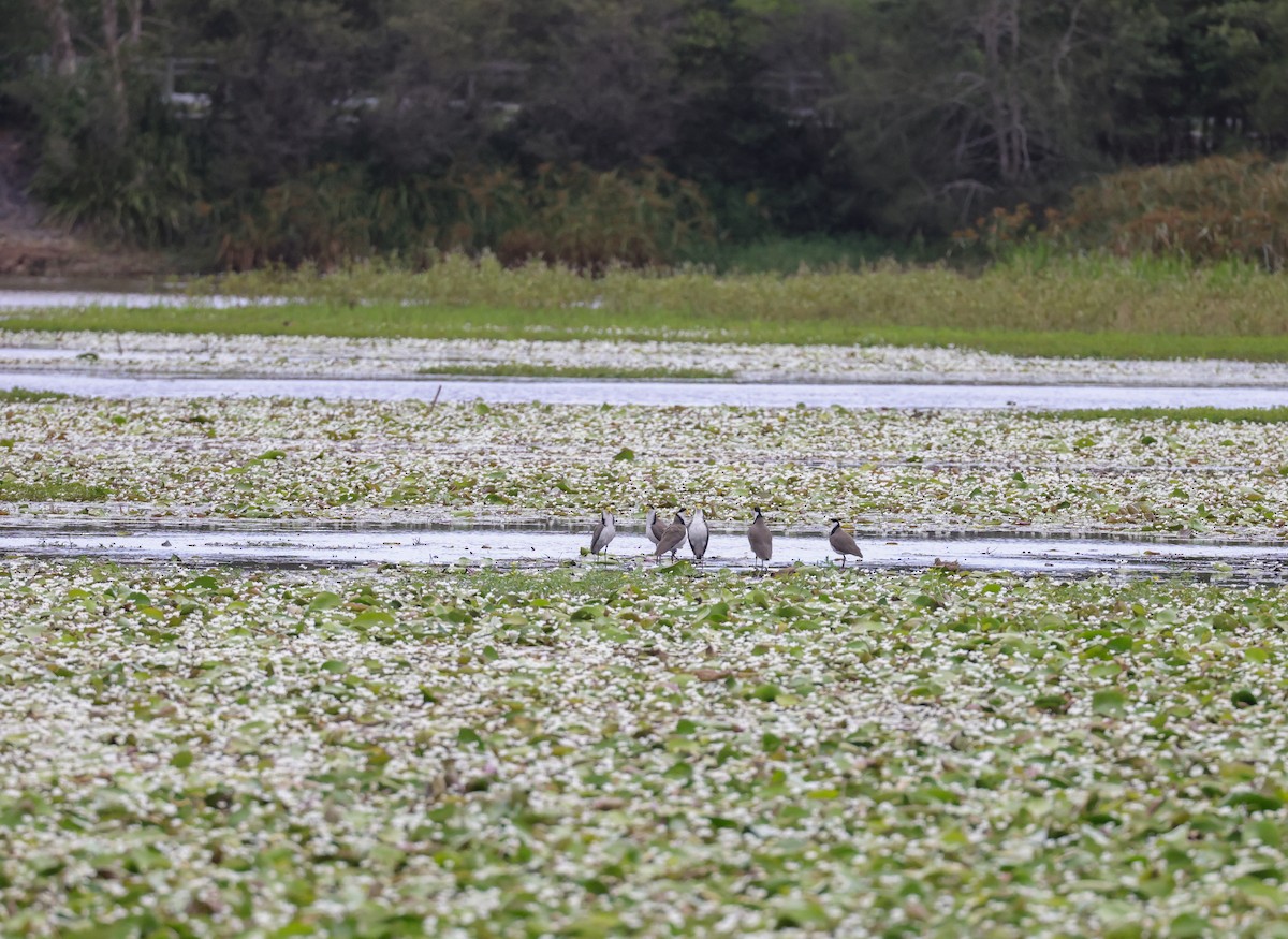 Hegabera maskaraduna - ML647753548