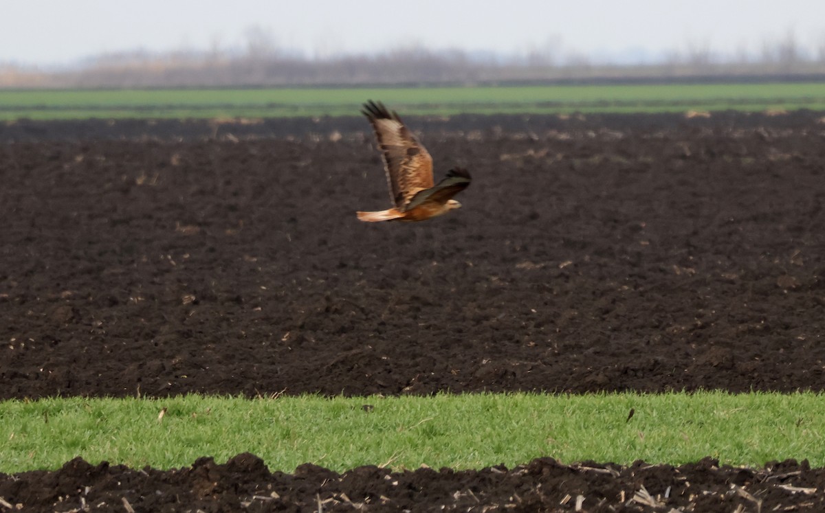 עקב עיטי - ML647753550