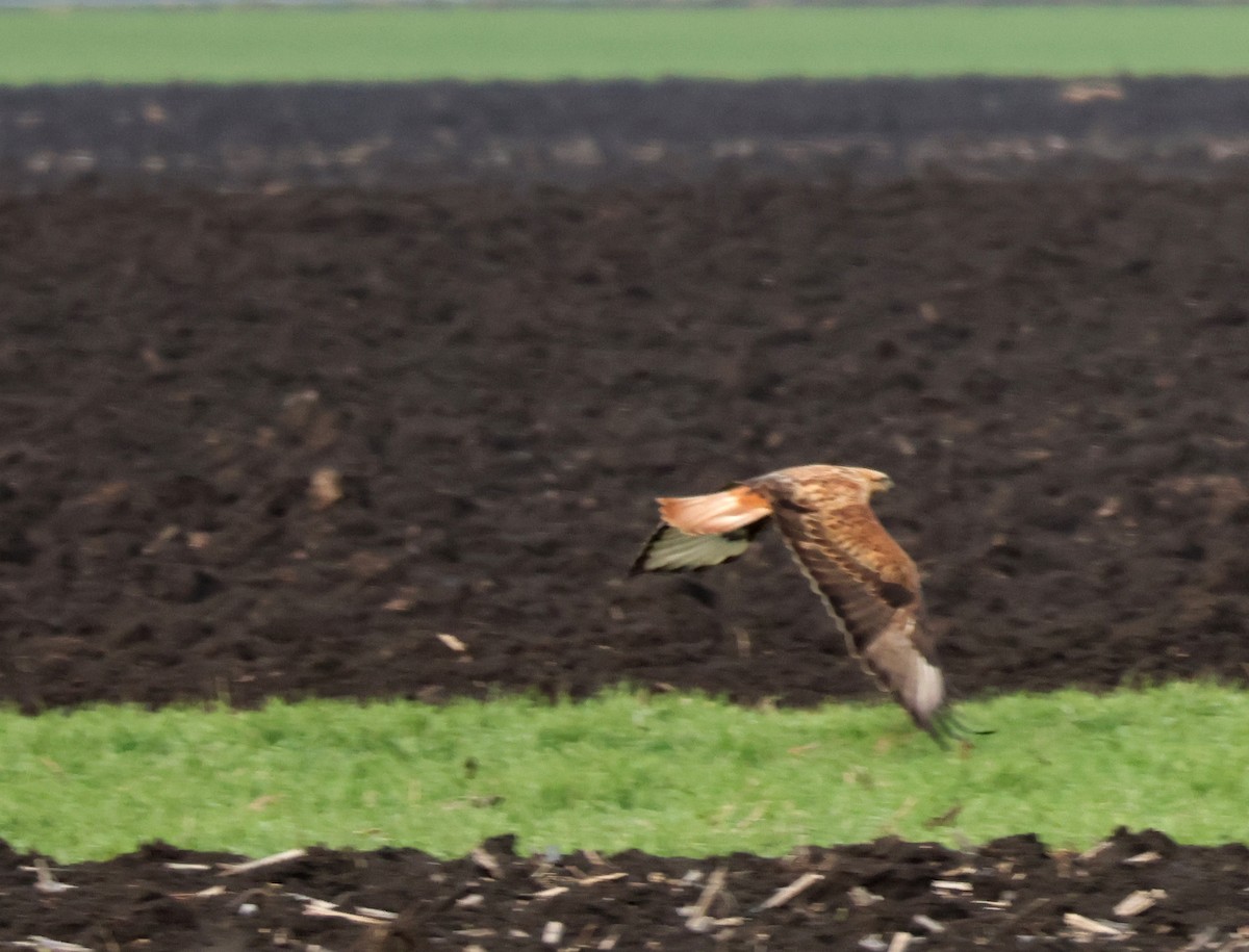 עקב עיטי - ML647753551