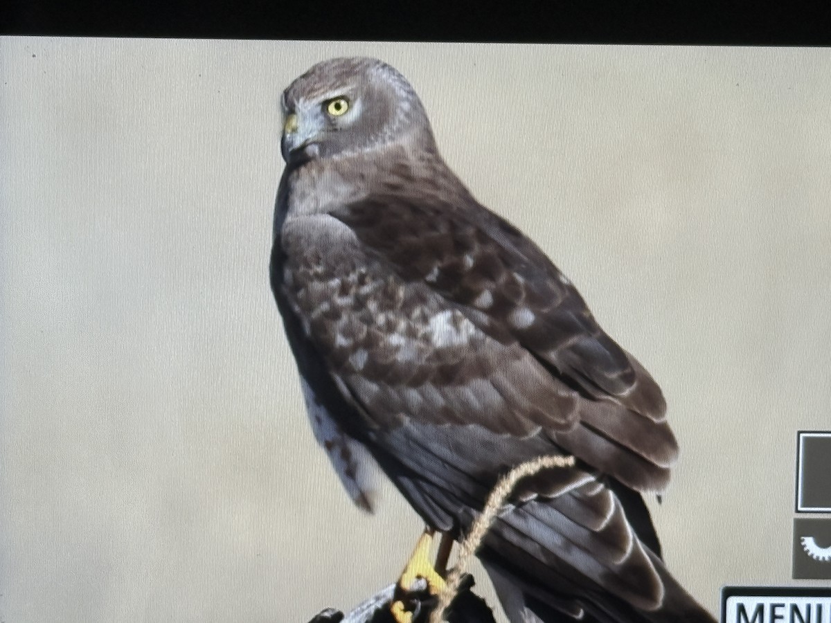 アメリカハイイロチュウヒ - ML647753593