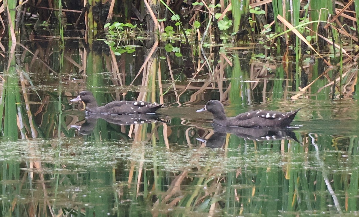 African Black Duck - ML647753605