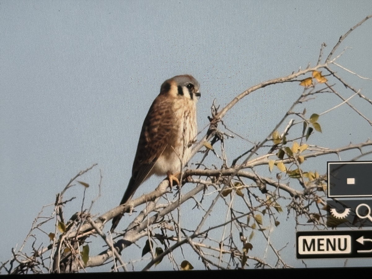 American Kestrel - ML647753606